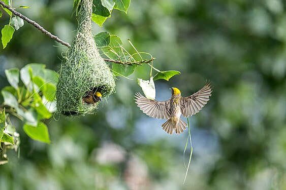 Baya weaver (Engineer bird) making it's nest. Photograph: Dasrath Shrestha Beejukchhen