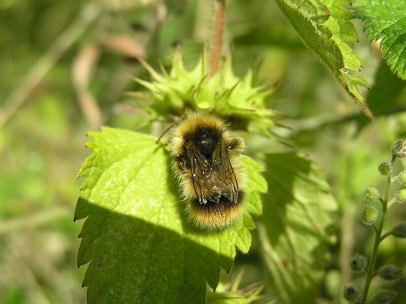 File:Bee (3256115710).jpg