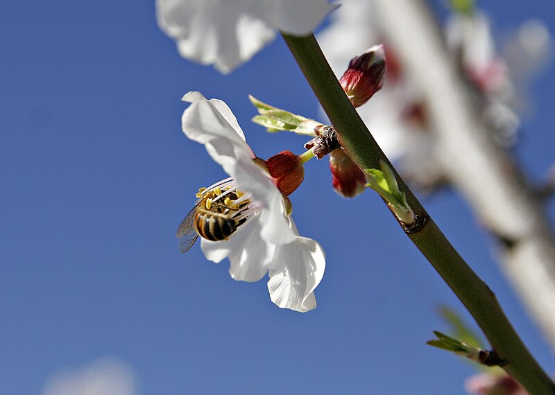 File:Bee in almond flower.jpg