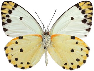 <i>Belenois sudanensis</i> Species of butterfly