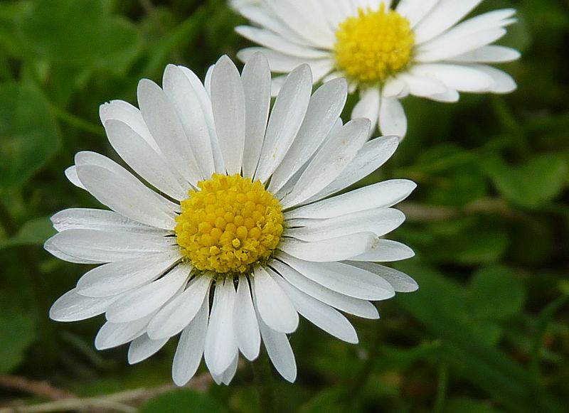 File:Bellis perennis J1.jpg