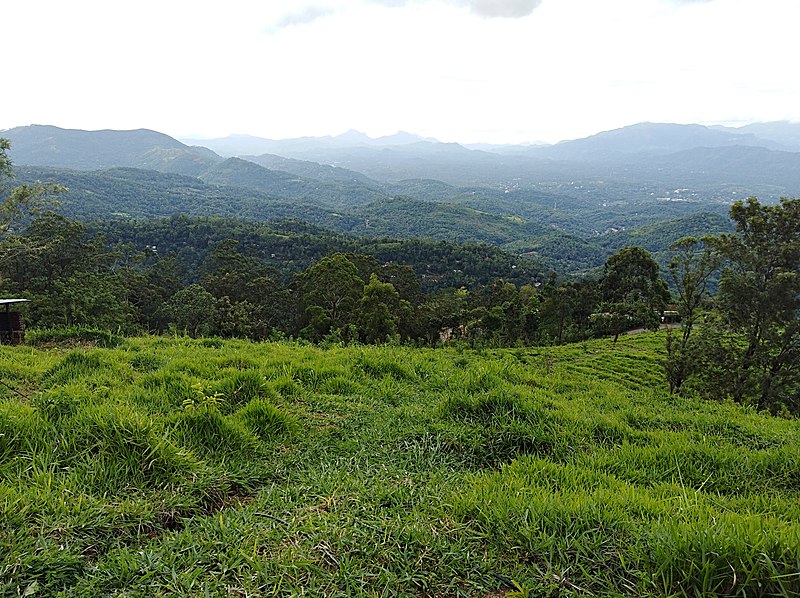 File:Belwood. Galaha - Central Provice. Sri Lanka. Image 002.jpg