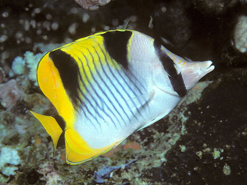 File:Bep chaetodon falcula.jpg