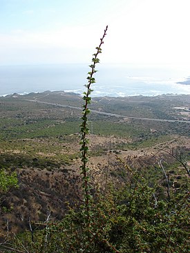 Berberis actinacantha (4562376848).jpg