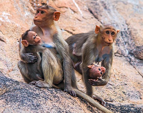 Bonnet macaque carries their babies along with them