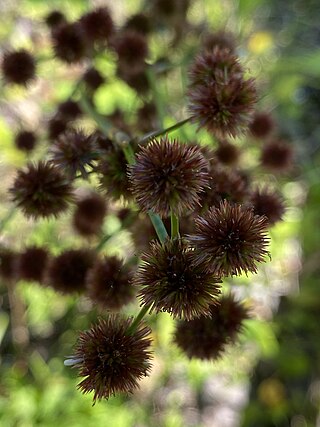 <i>Juncus megacephalus</i> Species of flowering plant known as a rush