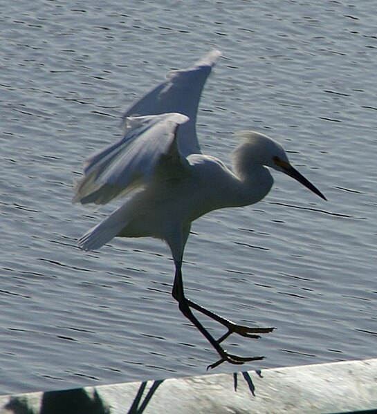 File:Bird Landing (250962957).jpg