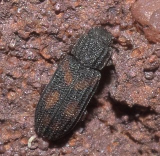 <i>Bitoma quadriguttata</i> Species of beetle