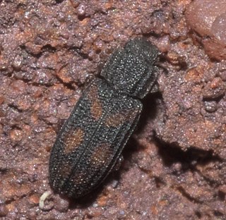 <i>Bitoma quadriguttata</i>