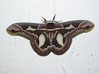 <i>Rothschildia</i> Genus of moths