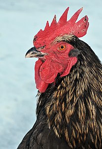 ♂ Gallus gallus subsp. domesticus (Chicken), Black Bovan breed