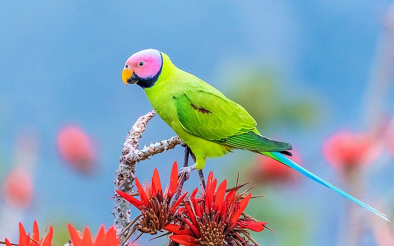 File:Blossom-headed Parakeet, Satchari NP, Bangladesh.jpg