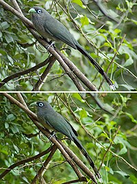 Malkoha de cara azul.jpg