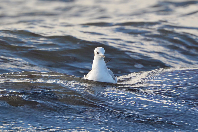 File:Bonaparte's Gull (Chroicocephalus philadelphia) (16307119606).jpg