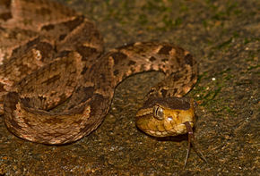 Opis zdjęcia Bothrops asper (Panama) head.jpg.