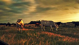 Rio Grande Do Sul: Belangrijke steden, Bestuurlijke indeling, Economie