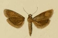 Brachodes nanetta.JPG 