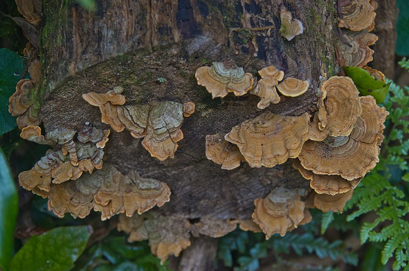 File:Bracket fungi on fallen log Border Track Lamington National Park Queensland IMGP2520.jpg