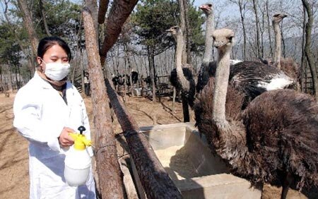 ไฟล์:Breeding (Jinan Zoo).jpg