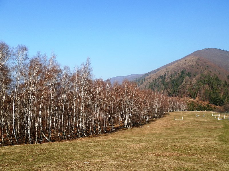 File:Brezová alej - panoramio.jpg