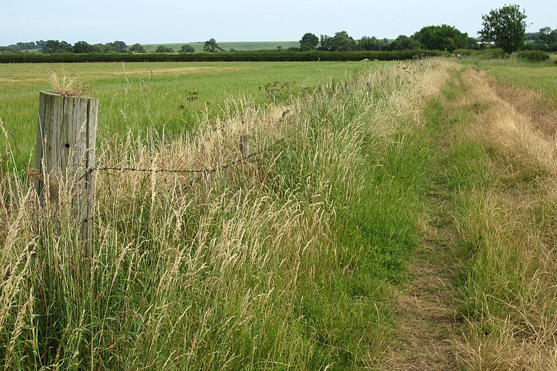 File:Bridleway to Buttermilkhall Farm - geograph.org.uk - 3555368.jpg