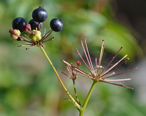 Bristly Sarsaparilla (Aralia hispida)