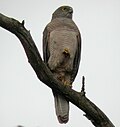 Miniatura para Accipiter fasciatus