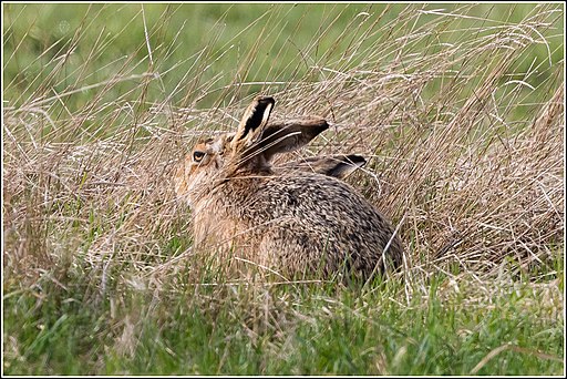 Brown Hare in the grasses (33226473902)