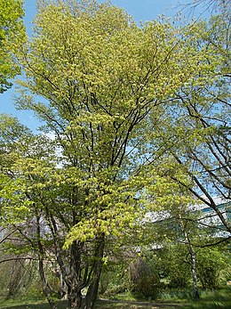 Komlógyertyán (Ostrya carpinifolia)