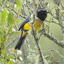 Papallacta Pass - Ecuador Buff-breastedMountain-Tanager.jpg