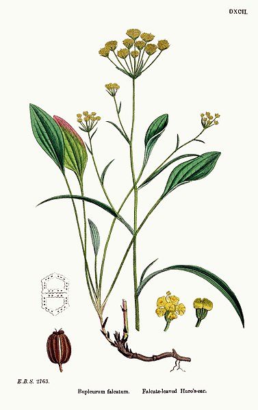 File:Bupleurum falcatum - English botany, or, Coloured figures of British plants - vol. 4 - t. 592 - clean.jpg