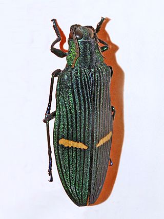 <i>Catoxantha</i> Genus of beetles