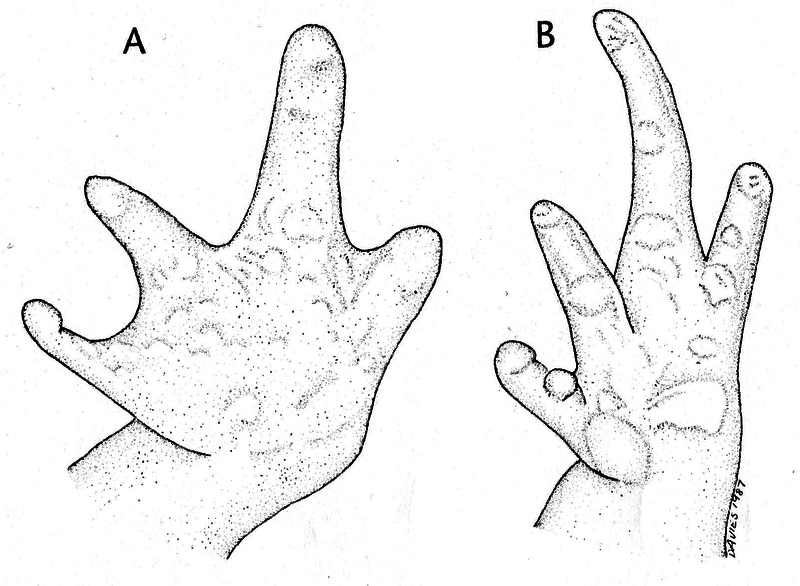 File:C.deserticola hand.png