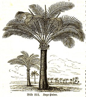 Sago palm List of plants with the same or similar names