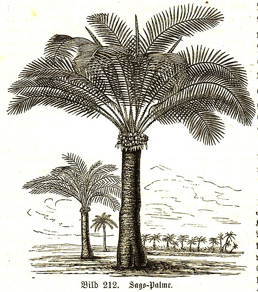 Дерево из семейства пальмовых 6 букв
