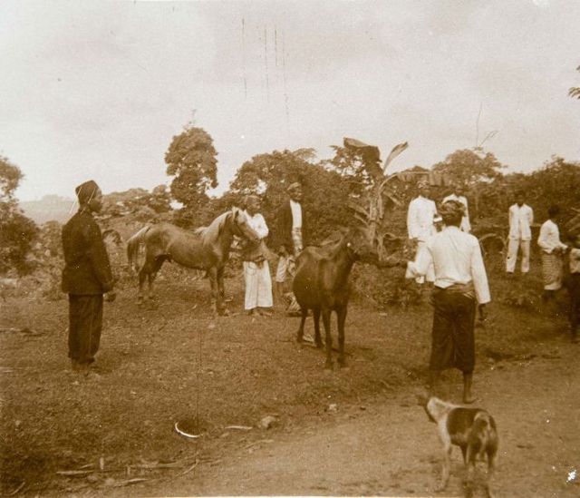 Bantenese men with horses in the Bantam Residency (present day, Banten Province), circa 1915-1926.