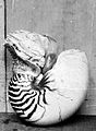 COLLECTIE TROPENMUSEUM Nautilus schelp met levend dier op het droge TMnr 10006540.jpg