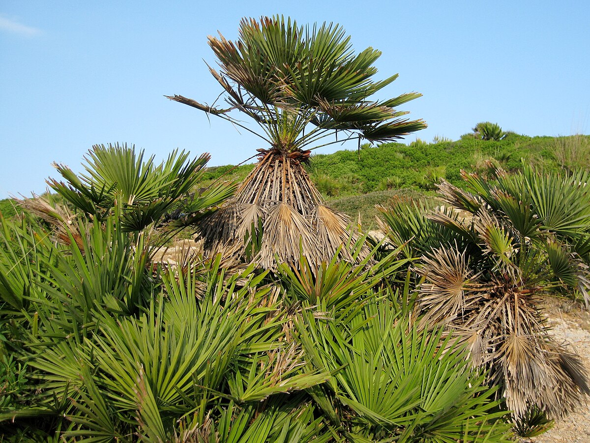 Приземистый фото. Хамеропс humilis. Пальма Хамеропс приземистый. Chamaerops humilis Хамеропс. Хамеропс Испания.