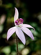 Caladenia hillmanii