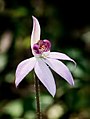 Caladenia hillmanii