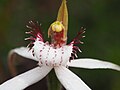 Caladenia longicauda subsp. clivicola