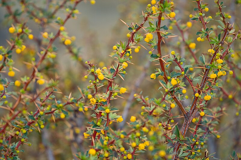 File:Calafate Bush, Argentina.jpg