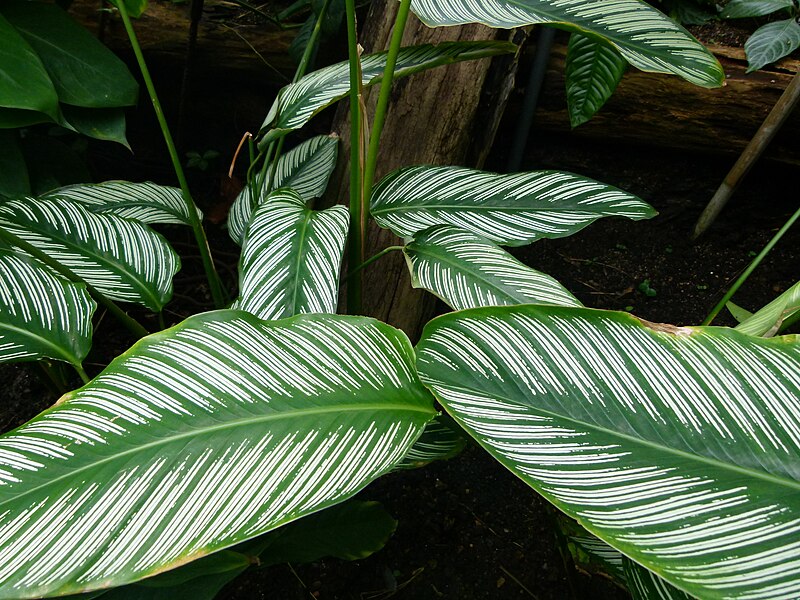 File:Calathea ornata cc3.jpg