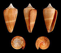 Conus furvus forma lignarius (Carpenter Cone), Shell