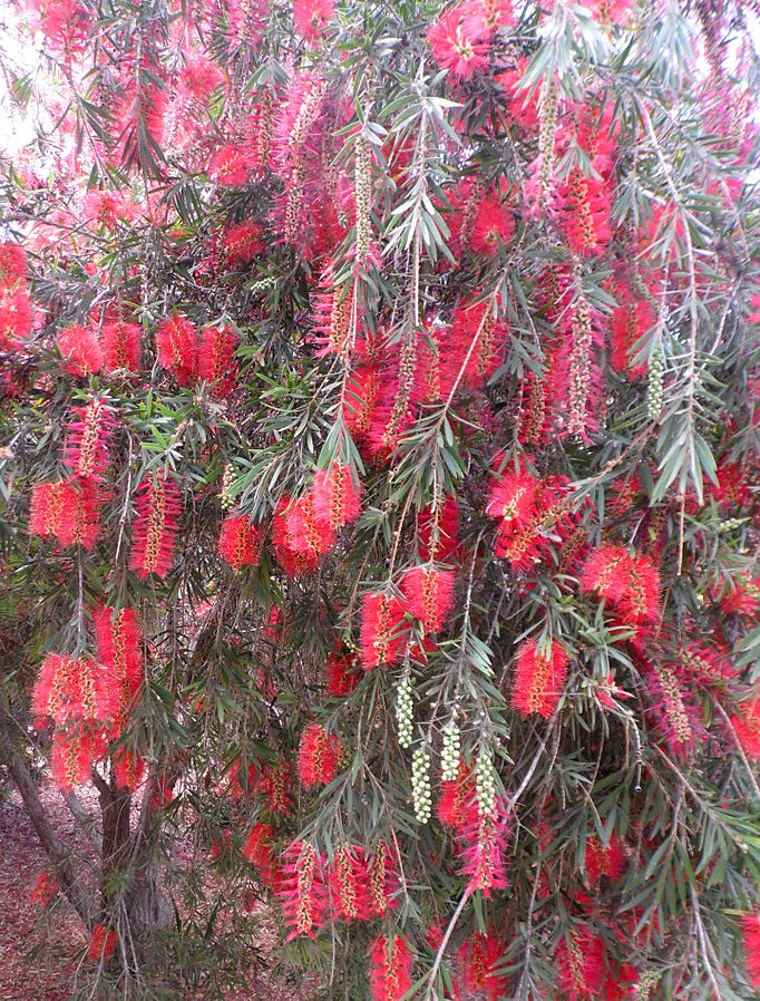 File:Callistemon viminalis kz3.JPG