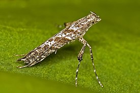 Caloptilia cuculipennella