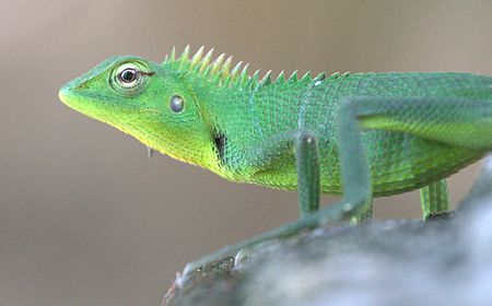 Tập tin:Calotes calotes head profile.jpg