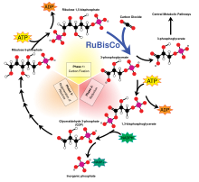 The Calvin cycle of photosynthesis Calvin-cycle4.svg