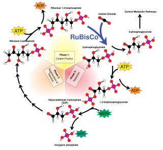 C<sub>3</sub> carbon fixation Series of interconnected biochemical reactions