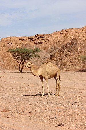 Camel Nuweibaa 00 (7).JPG